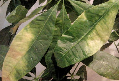 4种观叶植物,不能晒太阳,不然叶片萎蔫 发黄很难看