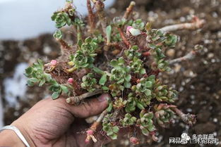 4年颗粒土养多肉的经验之谈