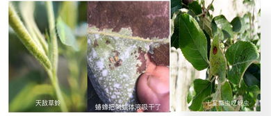 为了农业理想,他销毁了价值400万的农产品,只为生产自己认可的元真梨