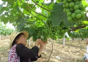 果树夏剪常见方法及注意事项 果树高产必备