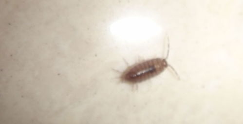 屋里潮虫子怎么彻底清除