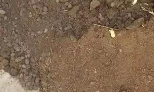 养花就选这种土,再也不烂根,花蹭蹭疯长