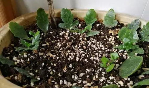 今日种下 4种花 ,只需1片 叶子 ,过年就生根,来年花开不断