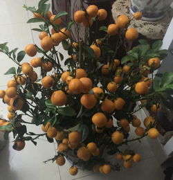 金桔盆栽好养吗;金桔盆栽好不好养活
