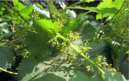 葡萄的种植方法与管理技术 四川葡萄苗
