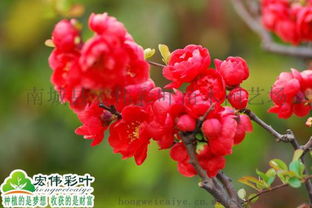 长寿冠海棠是四季海棠吗,长寿冠海棠花期几月份
