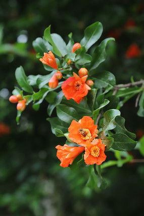 石榴花图片 石榴花设计素材 红动中国