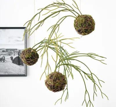 不用花盆就能种满阳台 苔藓绑成土坨子,植物又美又旺