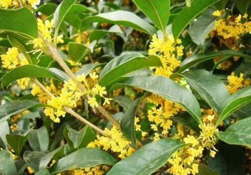 此款花卉好养易爆盆,扔土里就能开花,花期长,颜色丰富
