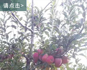 收购苹果树 石景山收购苹果树哪家好 农乐苗圃