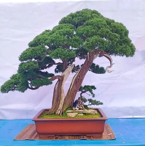 想要盆景美,树干很重要