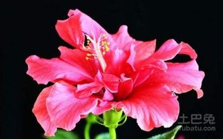 木菊花的功效有哪些 木菊花的养殖方法