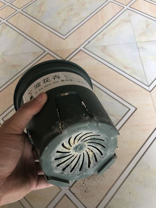 植物上盆时,盆里到底要不要垫东西,看完这些全明白了