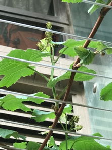 我家阳台种的葡萄刚开始结果果实就开始枯萎脱落是什么原因