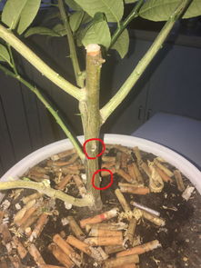 如何让树干的这两个地方发芽 下图 柠檬树