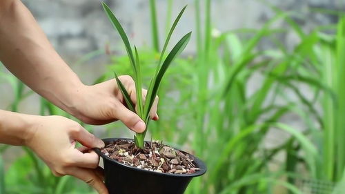 防治兰花盆内小虫,这里有一招,百放百灵