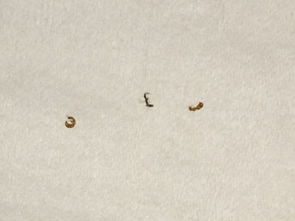 求鉴定 类虱子近看像蚂蚁一样的非常微小昆虫