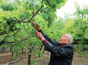 七旬老人痴迷果树,承包120亩土地种植果树,能赚多少钱