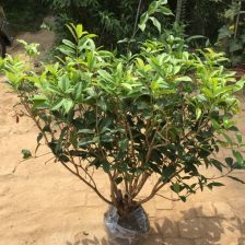 桂花树移栽