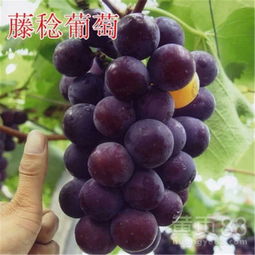 【供应河北承德葡萄树当年结果葡萄树规格】- 黄页88网