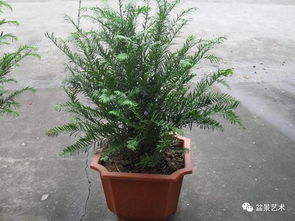 红豆杉盆景的制作与管理