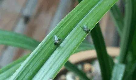 妙招 养花时出现了小飞虫 教你一招消灭