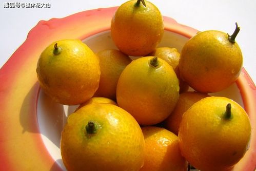金桔盆栽养殖,想要兼顾观赏和食用优势,日常该多注意这3点