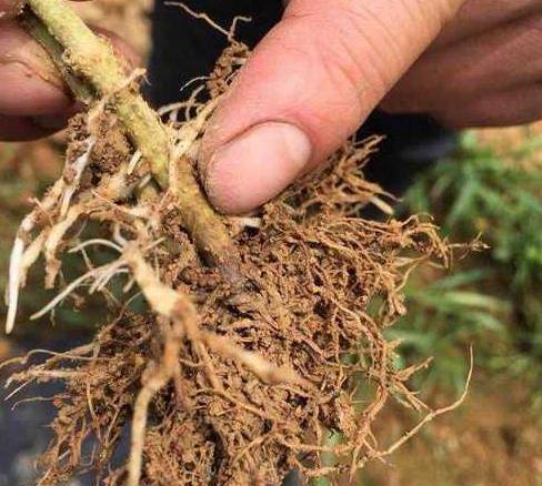 夏季园林植物根腐病发生规律和防治技术 根部病害都有哪些如何防治
