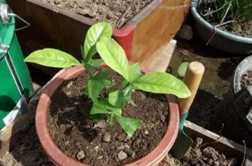 刚买的花,土壤要换成自己的吗 好多人不知道,难怪花枯死