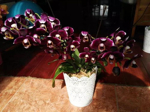 公认的开花机器,一年能开8个月,光不好也能养