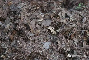 腐叶土的制作方法,太简单了