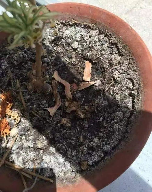 花盆里长出4种 小玩意 ,赶紧 断水 换盆 ,小心根系烂没盆栽花友盆土养