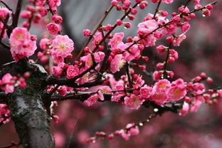 梅花适合什么土壤