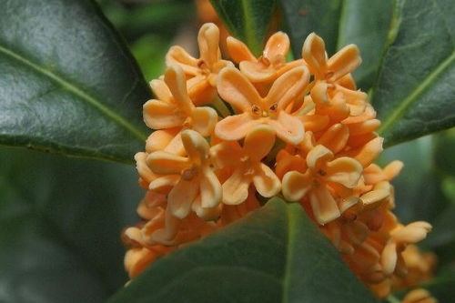 盆栽桂花可以用泥炭土吗,桂花可以用泥炭土种吗