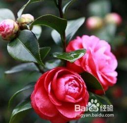 种茶花如何配土