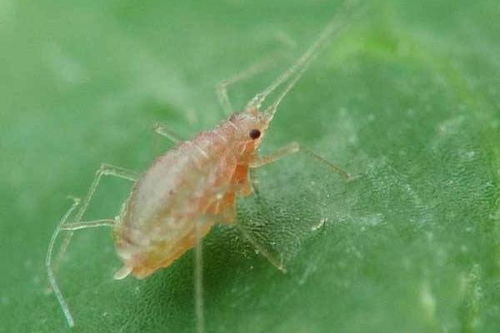 治蚜虫的偏方最快方法生姜治蚜虫、生姜治虫用