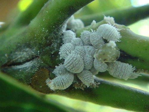 养花生蚜虫,蚧壳虫,白粉虱,个个危害大,针对杀除效果棒
