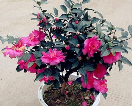 让家里养的花卉常年叶子绿,开花又多的几个小窍门,超实用