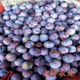 批发李子树基地批发