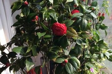 养茶花合适的花土配置方法