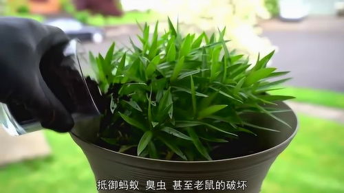 咖啡渣的妙用3