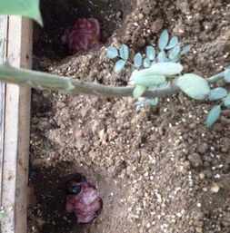 花盆里的地虱子如何去除;花盆里有地虱子怎么去