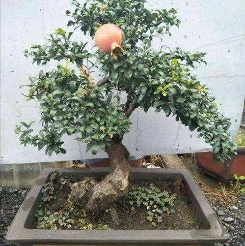 农村的石榴树,养成盆景既能观花又能观果,寓意红红火火