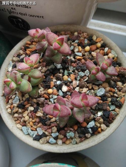 邻居养的钱串,好似 八爪章鱼 ,叶子透红,花盆都放不下了