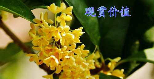 在追求灿烂生活的路上之桂花香