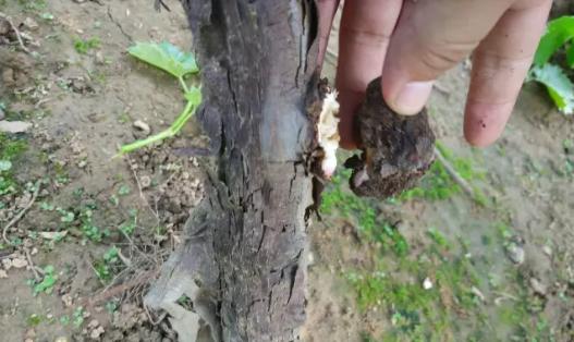 葡萄后期叶片保护不好,竟然引发了这么多问题
