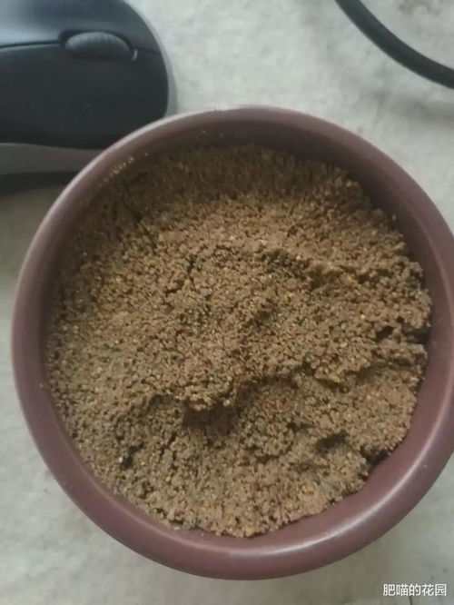 养花有小黑飞 6个小妙招,轻松根除小飞虫,花草干净心里美
