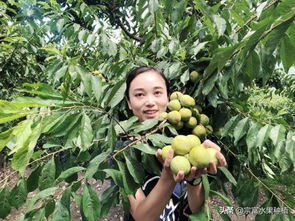 嫁接李子树,如何选择砧木 在什么时间嫁接最好
