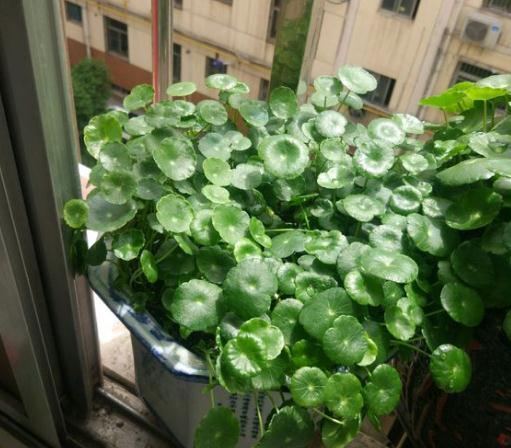 种花的营养土可以种葱吗—养花的土能种葱吗