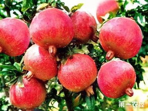 石榴要怎么修剪 石榴的四季修剪要点